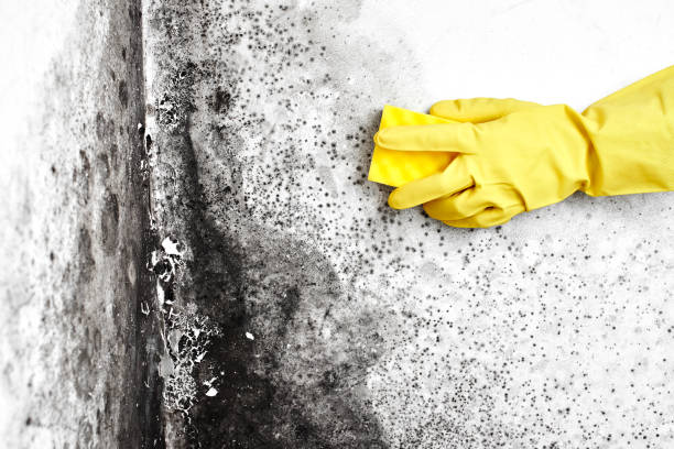 Mold Removal Process in Hallsville, MO
