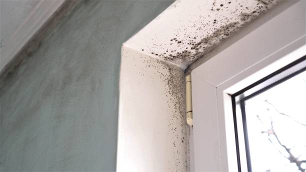 Best Crawl Space Mold Removal  in Hallsville, MO