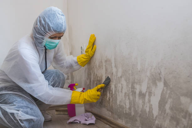 Best Emergency Mold Removal  in Hallsville, MO