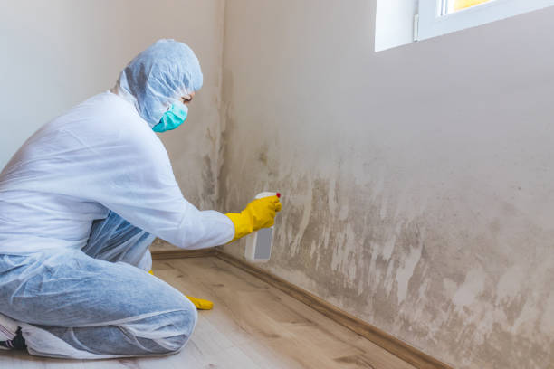 Best Mold Inspection  in Hallsville, MO