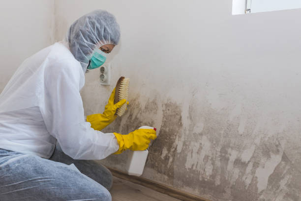 Best Mold Damage Repair  in Hallsville, MO