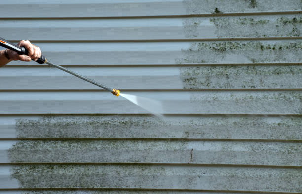 Best Mold Removal Specialists  in Hallsville, MO