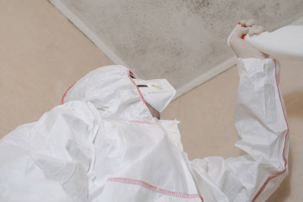 Reliable Hallsville, MO Mold Removal Solutions