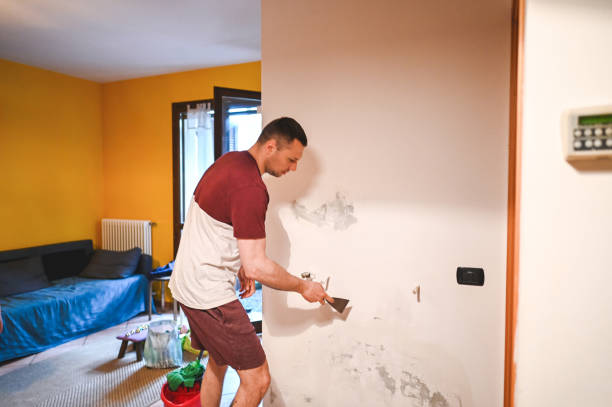 Best Same-Day Mold Removal  in Hallsville, MO
