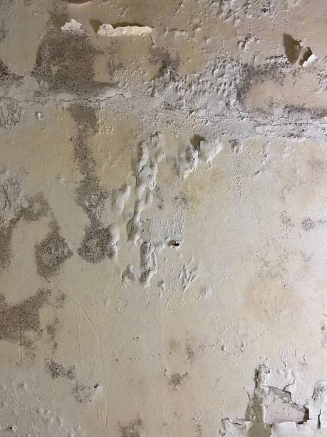 Best Mold Removal Process  in Hallsville, MO