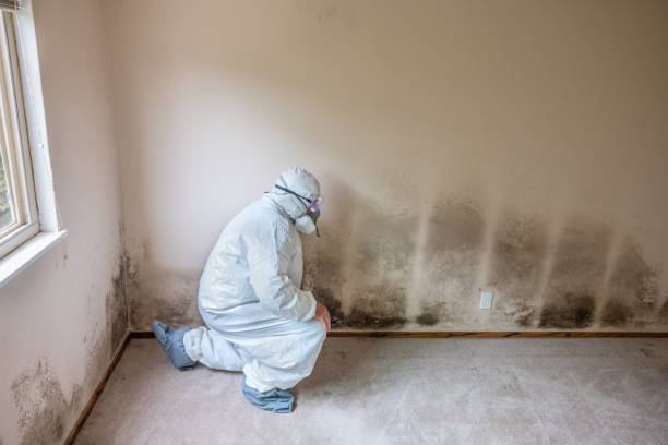 Best Attic Mold Removal  in Hallsville, MO