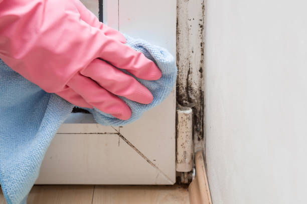 Best Mold Testing  in Hallsville, MO