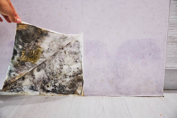 Best Mold Cleaning Services  in Hallsville, MO